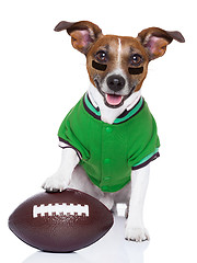 Image showing rugby dog 