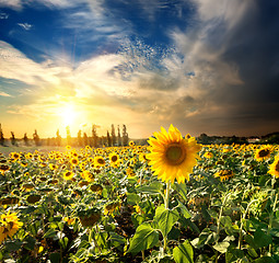 Image showing Sun and sunflowers