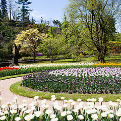 Image showing Tulips garden