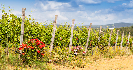 Image showing Tuscany Wineyard