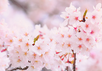 Image showing Beautiful Sakura