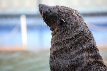 Image showing Sea lion