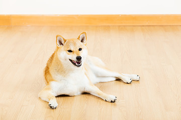 Image showing Brown shiba