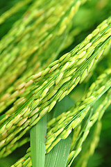 Image showing Fresh paddy rice plant