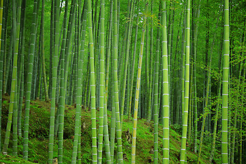 Image showing Bamboo forest