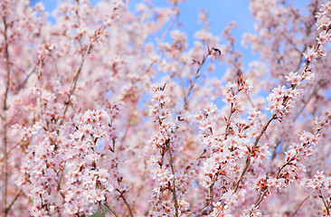 Image showing Sakura tree with blue sky