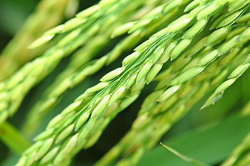 Image showing Paddy rice plant close up