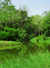 Image showing Forest and lake