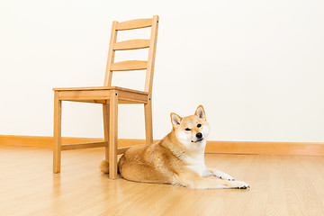 Image showing Shiba with chair