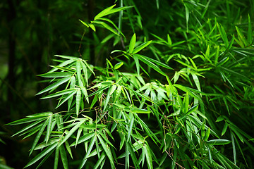 Image showing Bomboo leaves