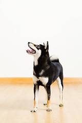 Image showing Black shiba dog