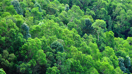 Image showing Green forest on moutain