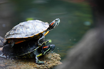 Image showing Turtle