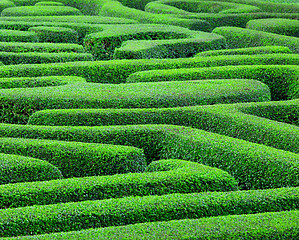 Image showing Green maze