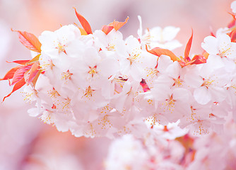 Image showing Sakura close up