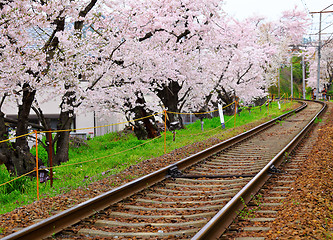 Image showing Sakura tree with railroad