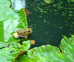 Image showing Frog in lake