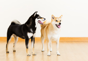 Image showing Two shiba dogs