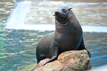 Image showing Sea lion on stone