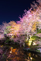 Image showing Cherry tree in kyoto at night