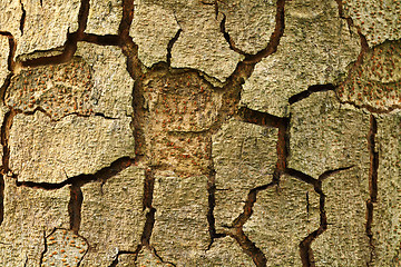 Image showing Tree bark