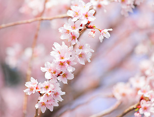 Image showing Sakura in pink