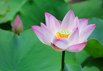 Image showing Lotus flower