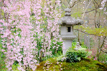 Image showing Sakura tree in Japanese garden