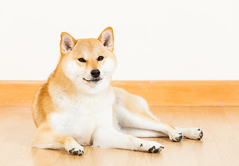 Image showing Shiba