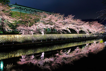 Image showing Sakura tree in Kyoto at night