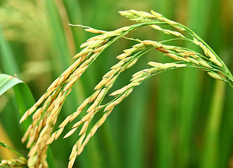Image showing Paddy rice plant
