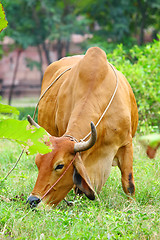 Image showing Cow