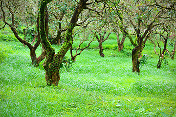 Image showing Tree in forest