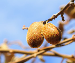 Image showing Kiwi fruit on tree