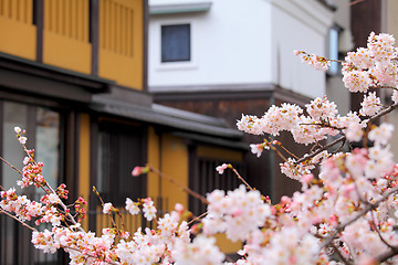 Image showing Sakura and traditional house in Japan