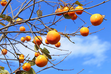 Image showing Persimmon tree