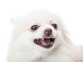 Image showing White pomeranian feel angry