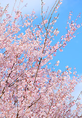 Image showing Sakura tree