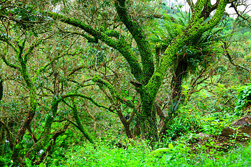 Image showing Tropical forest