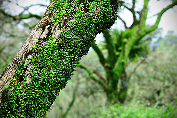 Image showing Ivy on tree bark in forest