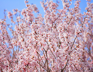 Image showing Cherry tree in Japan