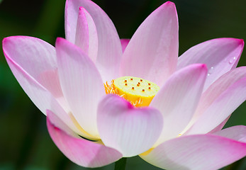 Image showing Lotus flower close up