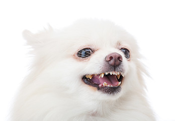 Image showing White pomeranian dog barking