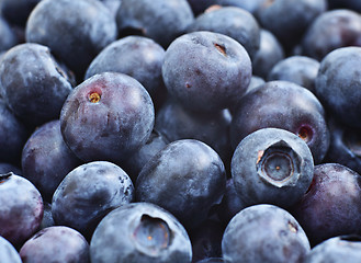 Image showing Blueberry