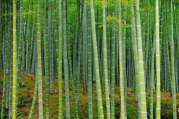 Image showing Bamboo forest