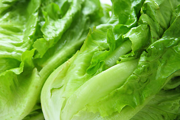 Image showing Lettuce texture