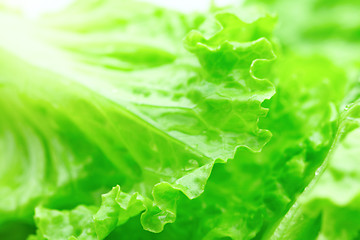 Image showing Lettuce texture