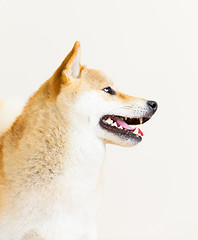 Image showing Brown shiba side profile