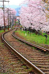 Image showing Sakura tree and railroad