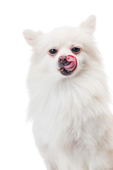 Image showing White pomeranian dog with tongue and isolated on white